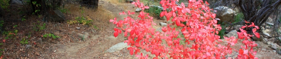 poison oak leaf. Mugwort: A Natural Poison Oak
