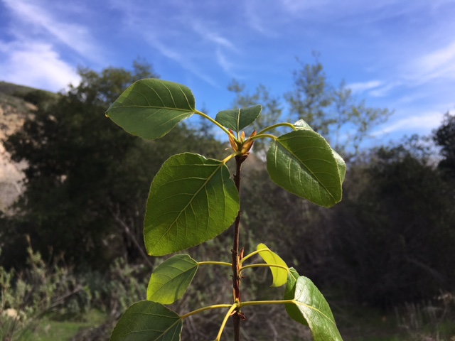 black cottonwood Santa Ynez River balsam trichocarpa poplar